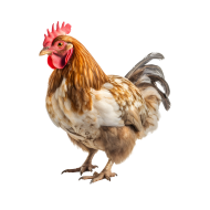 Rooster png image
