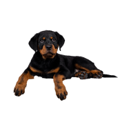 Rottweiler png image
