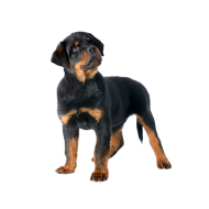 Rottweiler png image