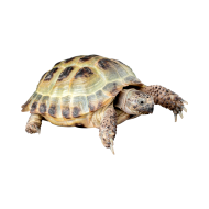 Russian tortoise png image