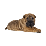 Shar Pei png image