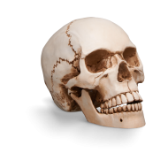 skull createeasy png