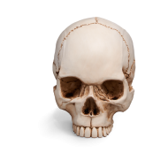 skull front view createeasy png