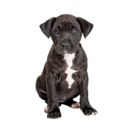 Staffordshire Bull Terrier png image