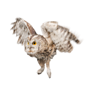 Tawny owl png image