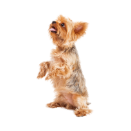 Yorkshire Terrier png image