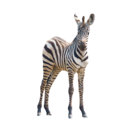 Zebra png image